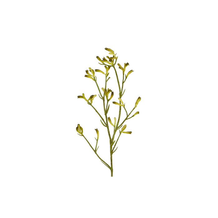 Kangaroo Paw Spray Yellow 102cm