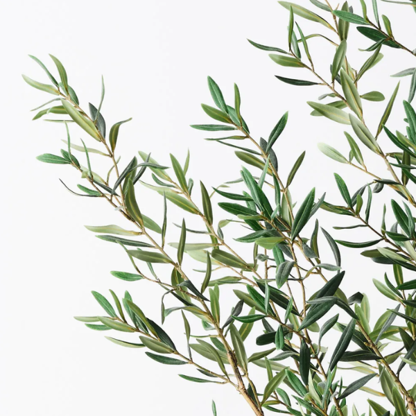 Olive Tree Green/Grey 183cmh