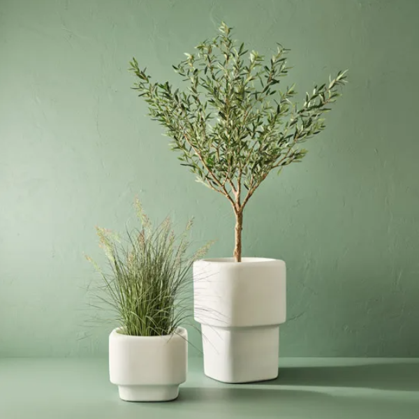 Olive Tree Green/Grey 183cmh