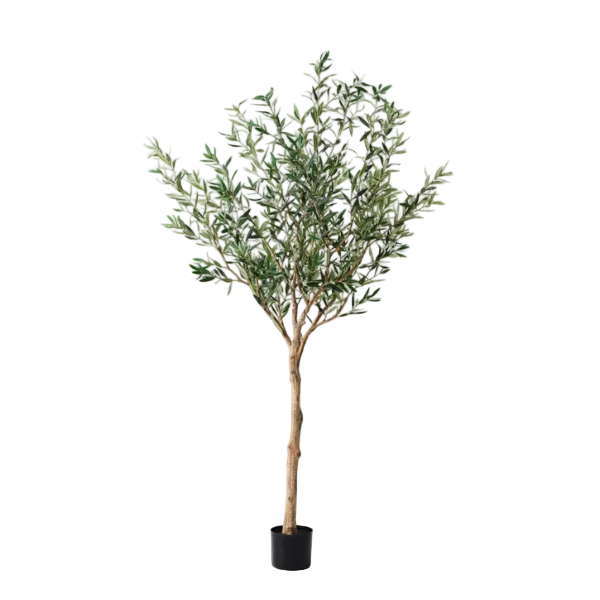Olive Tree Green/Grey 183cmh