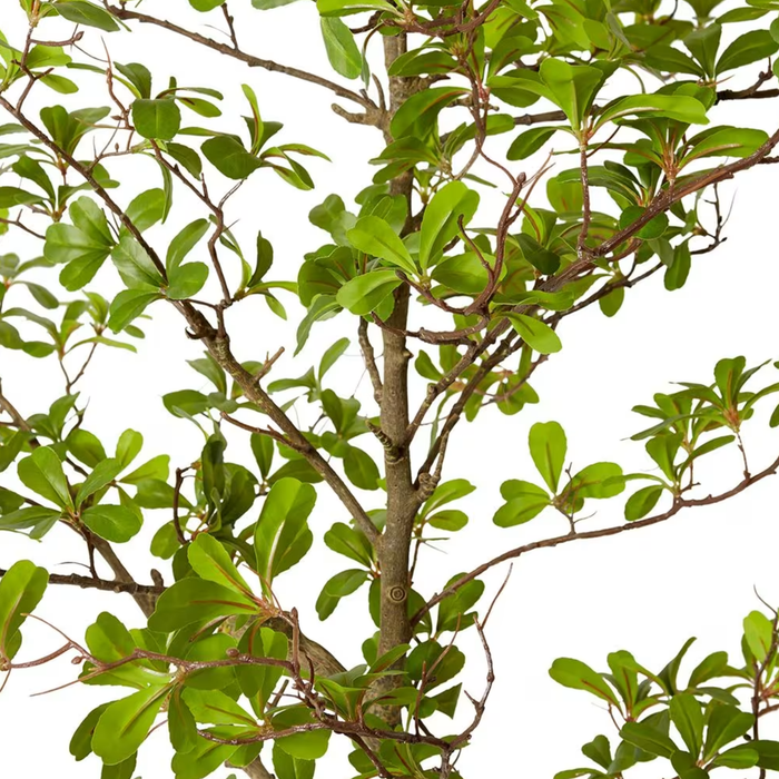 Black Olive Tree Green 220cm