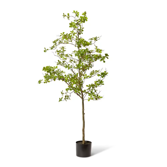 Black Olive Tree Green 220cm