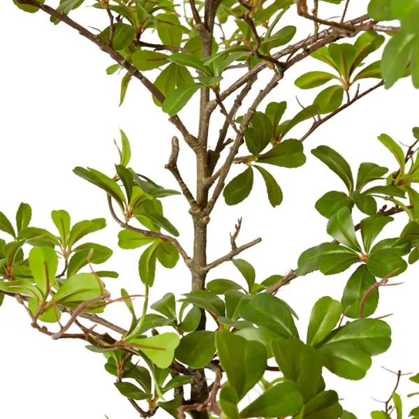 Black Olive Tree Green 152cm