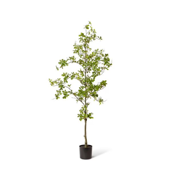 Black Olive Tree Green 152cm